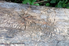 wood nature carving (4)