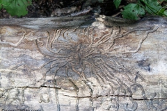 wood nature carving